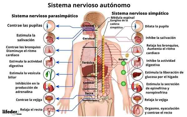 Funzioni del sistema nervoso autonomo, struttura, malattie