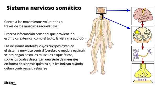 Funções, peças e doenças do sistema nervoso somático