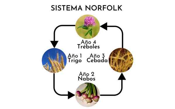 Norfolk sistem