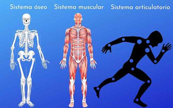 Muscle Arthro Osteo (SOAM)