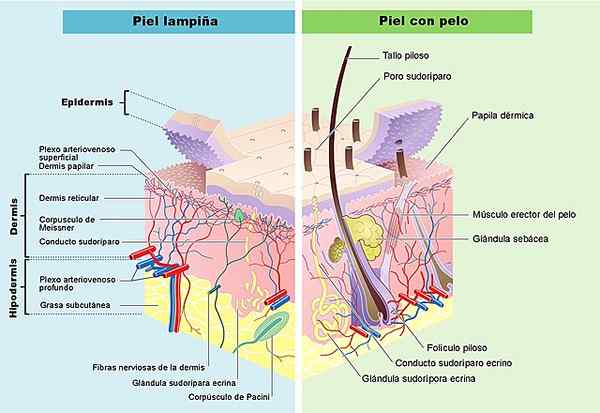 Sistem tegumentary