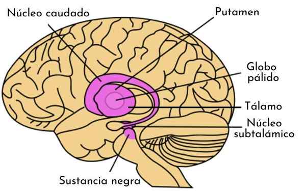 Subtálamo