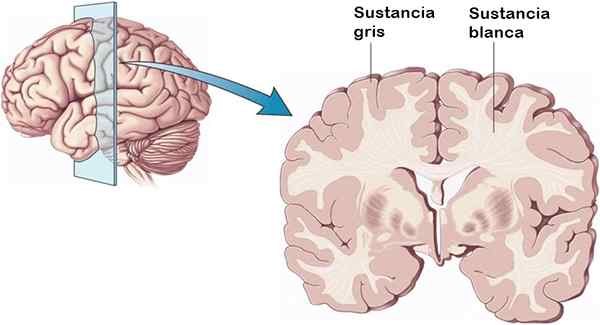 Fonction de substance grise, histologie, emplacement