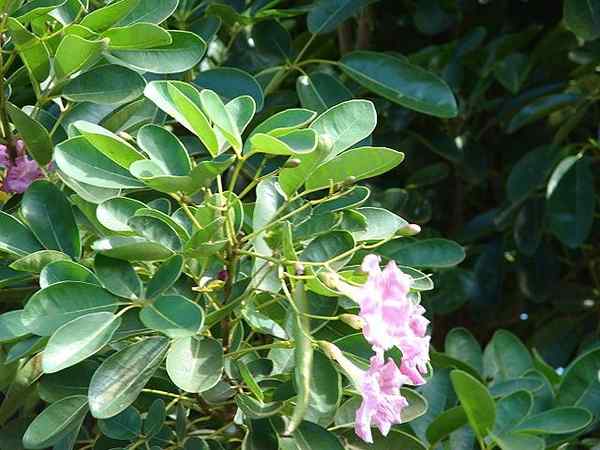 Tabebuia rosea hva er, egenskaper, habitat, bruker