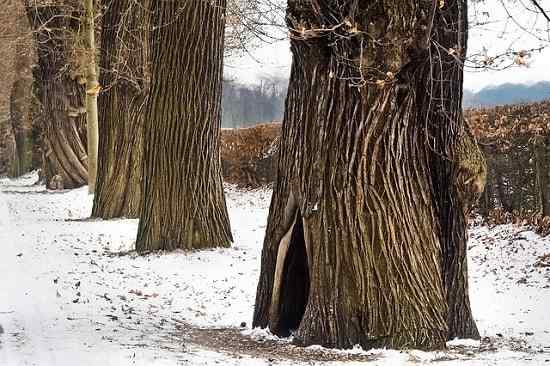 Gli steli legnosi sono, caratteristiche, tipi, usi