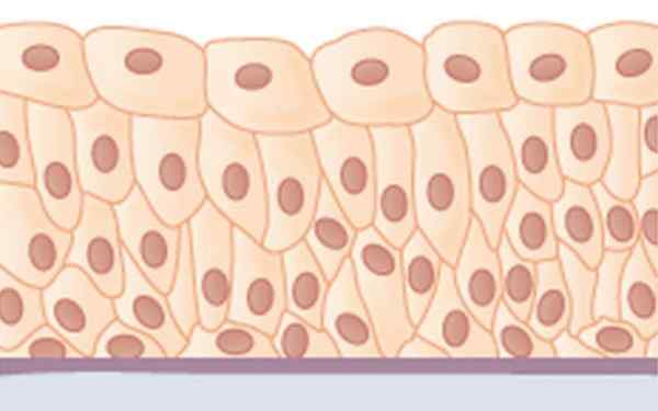 Epitheliale coatingstof