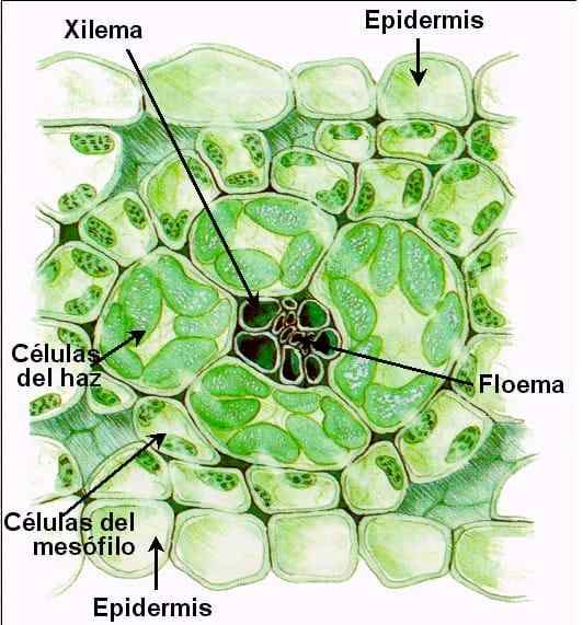 Tessuti conduttivi cosa sono, caratteristiche, funzioni