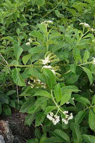 Tlachichinol Wat is, kenmerken, voordelen, toepassing