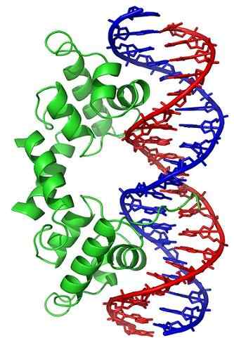 Topoisomerase wat zijn, kenmerken, functies, typen