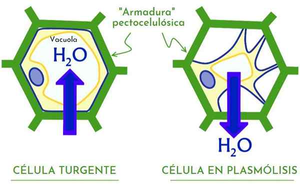 Turgence (biologie)