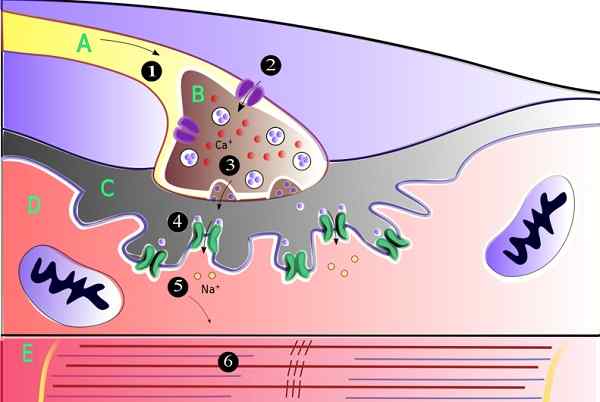 Neuromusculaire Union -partijen, functies en pathologieën