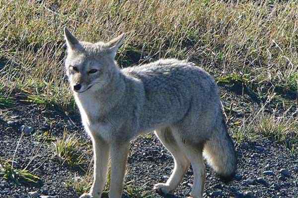 Patagonian harmaa kettu