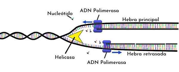 DNA -polymeraasi