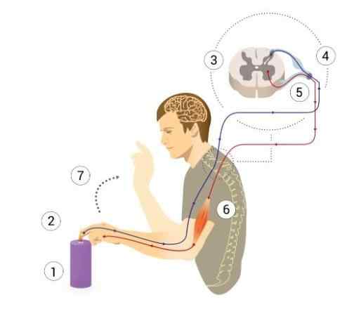 REFLEX ARC