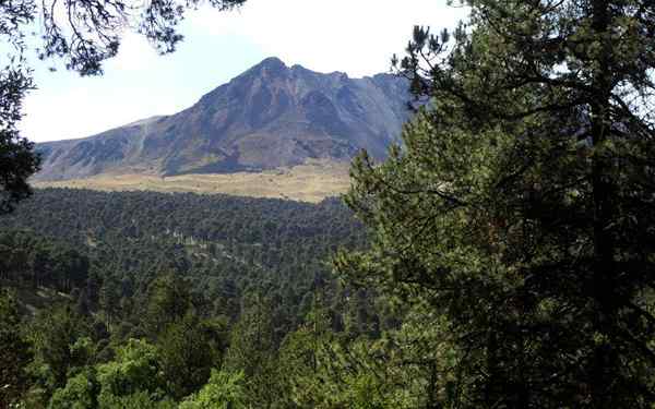 Hutan pinus-encino