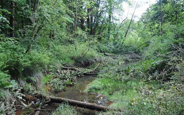 Ribera Forest