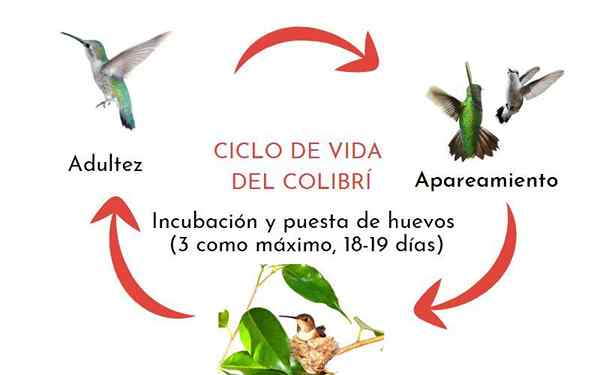 Siklus burung kolibri