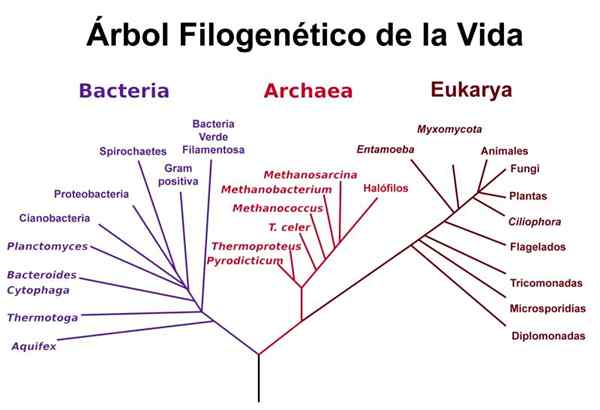 Classificação Woese (sistema de 3 domínios)