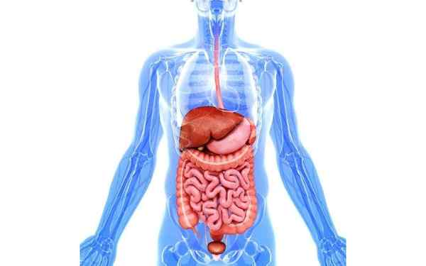 Digestion extracellulaire