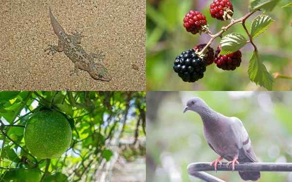 Galapagos -saarilla esitetyt lajit