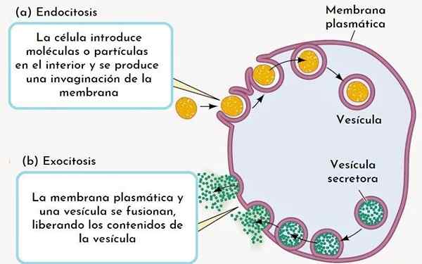 Excrétion cellulaire