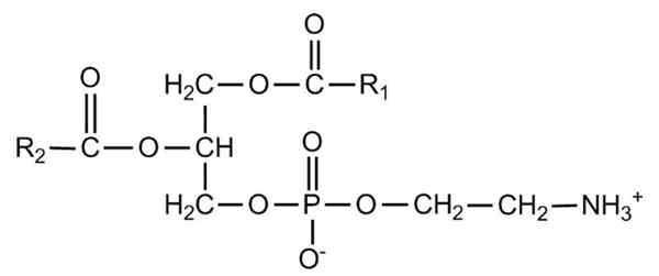 Phosphatidilenolamin