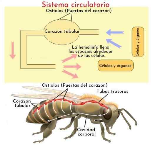 Hemolinfa