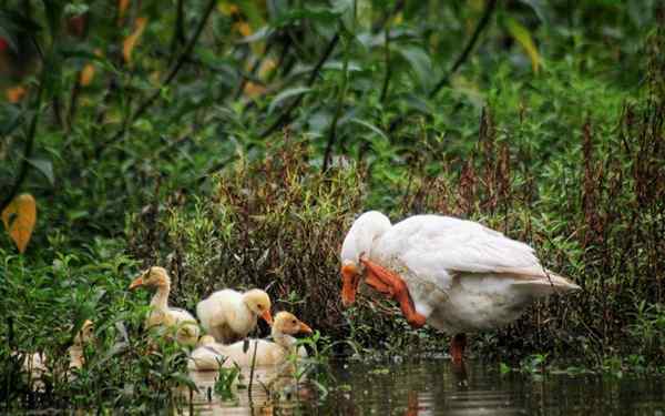 Homeostase do ecossistema ou ecológico