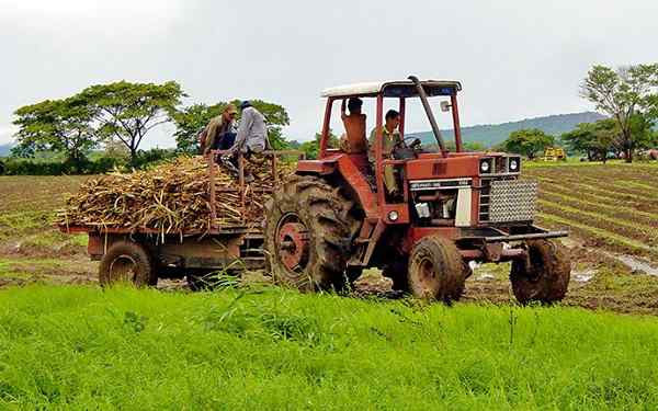 Bedeutung der Landwirtschaft in Venezuela