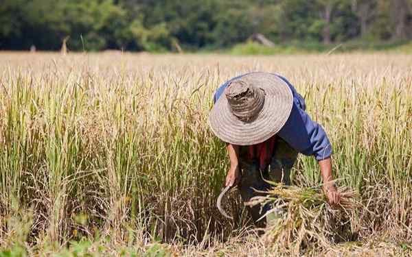 Tenaga kerja langsung