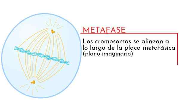 Metafaasi