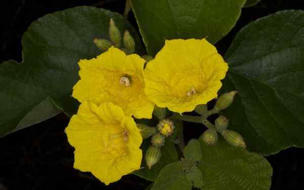 Endemische Pflanzen aus Ecuador