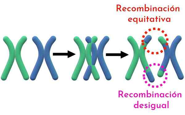 Geneettinen rekombinaatio