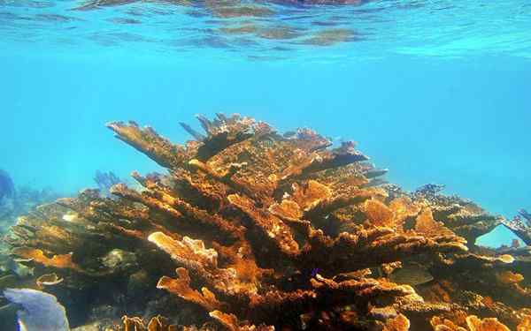 Risorse naturali di Quintana Roo