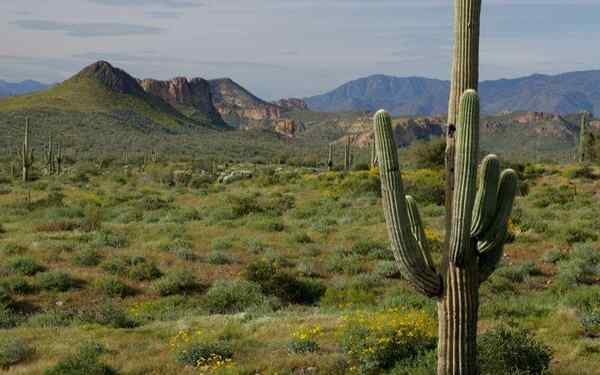 Recursos naturais de Sonora