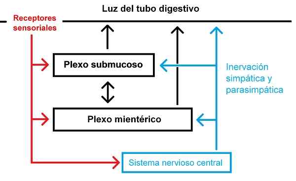 Enterisk nervesystem