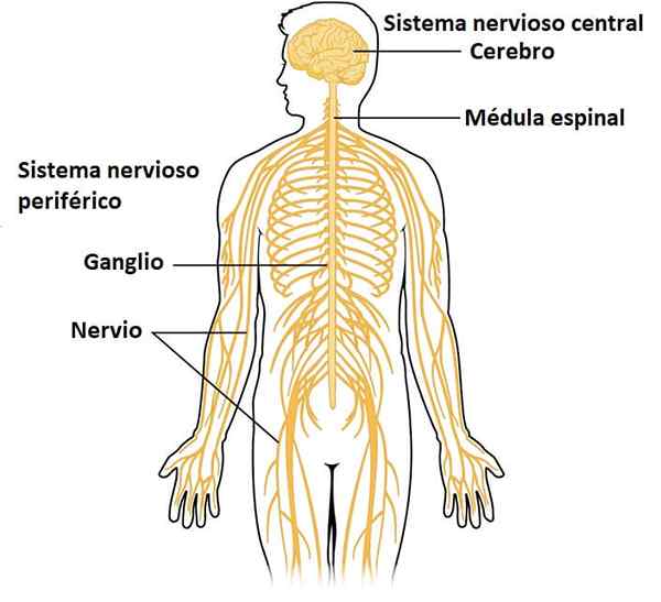 Système nerveux humain