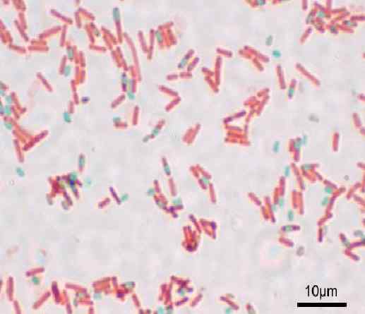 Tachement des spores